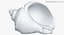 Rapana Shell
