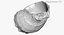 Rapana Shell