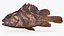 Gopher Rockfish