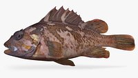Gopher Rockfish