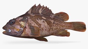Gopher Rockfish