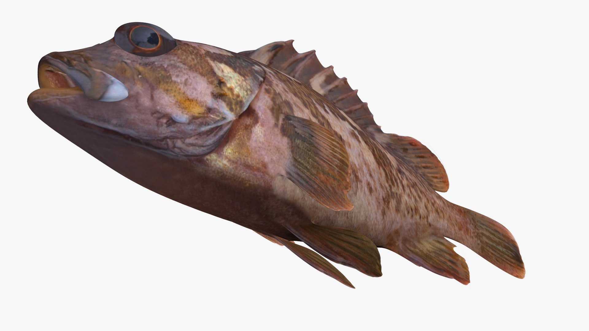 3D model Gopher Rockfish https://p.turbosquid.com/ts-thumb/5G/CRjleU/cI/2/jpg/1622119513/1920x1080/fit_q87/c3203fad0dc97d2b3d5ce5890768c07ac2f9d928/2.jpg