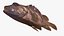 Gopher Rockfish