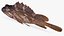 Gopher Rockfish