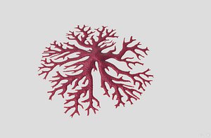 3D model roots blood