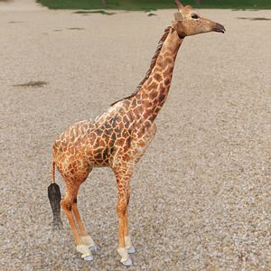 3D model GIRAFFE
