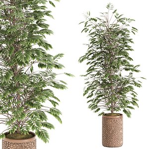 wisteria tree in fiber cement planter
