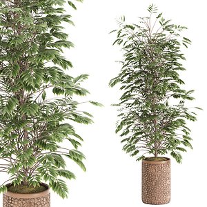 wisteria tree in fiber cement planter