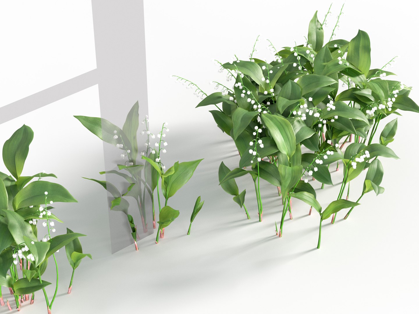 Convallaria majalis - May bells 3D model 3D model https://p.turbosquid.com/ts-thumb/5G/ezq2c1/0P/gd_v18_convallaria_majalis_04/jpg/1787119283/1920x1080/fit_q87/de7fe6c37d0936b4a1a066280e6701457ebc29cb/gd_v18_convallaria_majalis_04.jpg