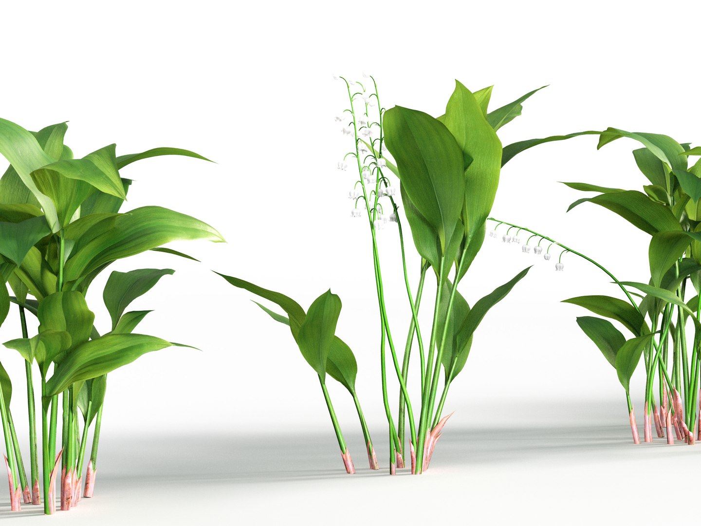 Convallaria majalis - May bells 3D model 3D model https://p.turbosquid.com/ts-thumb/5G/ezq2c1/iz/gd_v18_convallaria_majalis_03/jpg/1787119283/1920x1080/fit_q87/dcfa1b99ffd64c46f93af11c3b286afa979683ed/gd_v18_convallaria_majalis_03.jpg