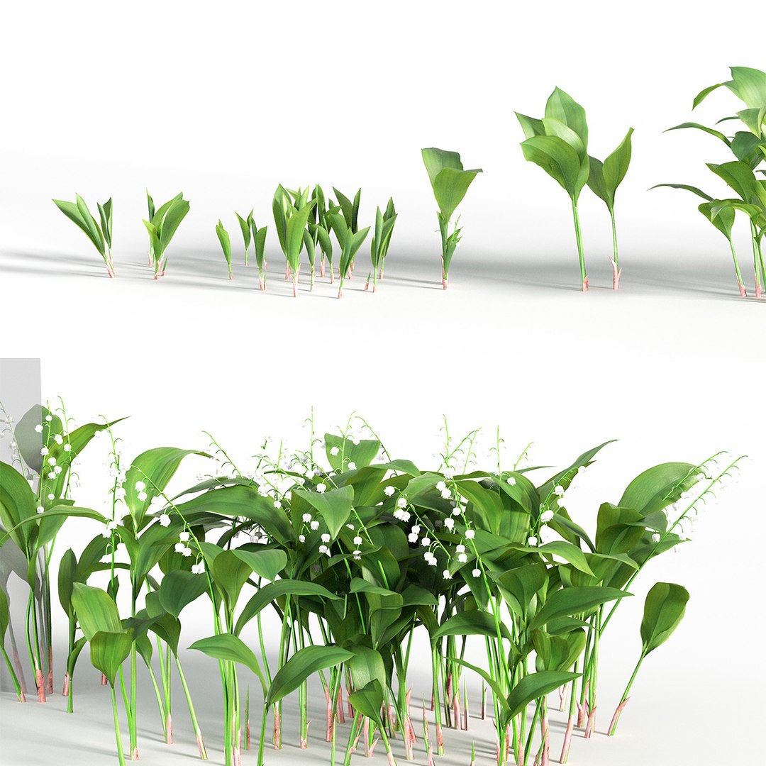 Convallaria majalis - May bells 3D model 3D model https://p.turbosquid.com/ts-thumb/5G/ezq2c1/w8/gd_v18_convallaria_majalis_tb/jpg/1787119280/1920x1080/fit_q87/fce6d8c7484441d63a291674f94d5a85520a8e40/gd_v18_convallaria_majalis_tb.jpg