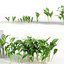 Convallaria majalis - May bells 3D model