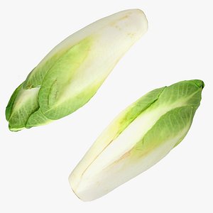 Endive Belgian 3D model