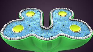 3D ts anther flower model
