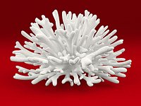 Coral 2