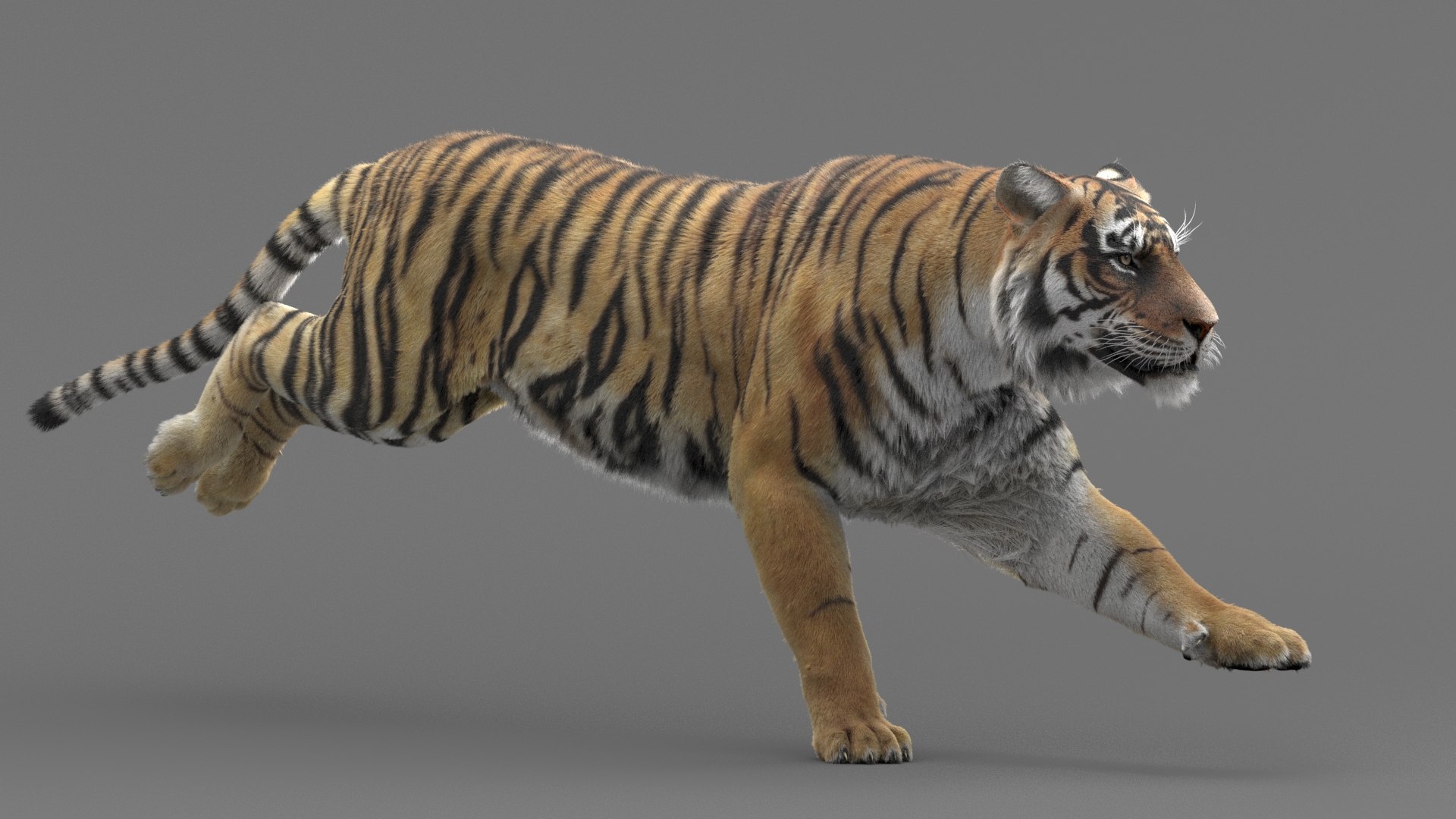 modelo 3d Tigre de Bengala (FUR) (ANIMADO) - TurboSquid 1481168