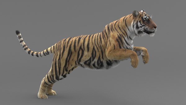 3D realistic tiger fur animators model - TurboSquid 1437350