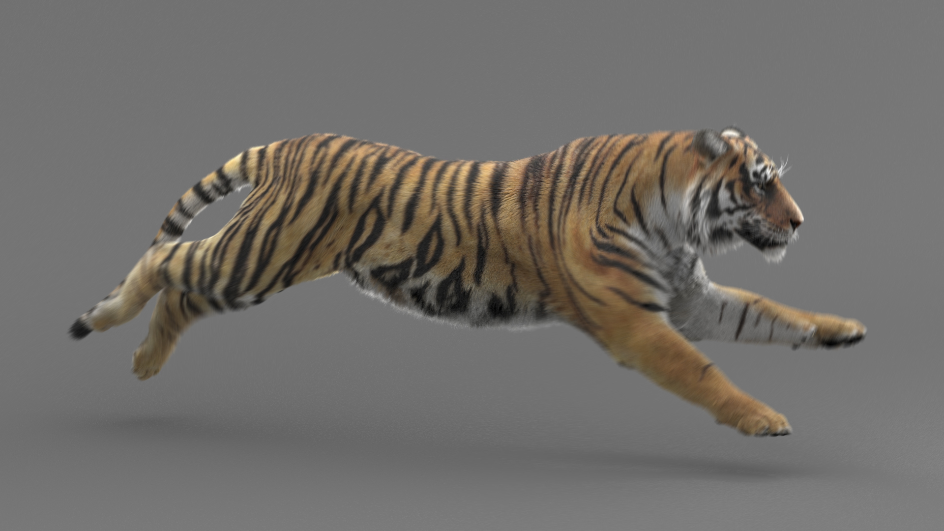 modelo 3d Tigre de Bengala (FUR) (ANIMADO) - TurboSquid 1481168