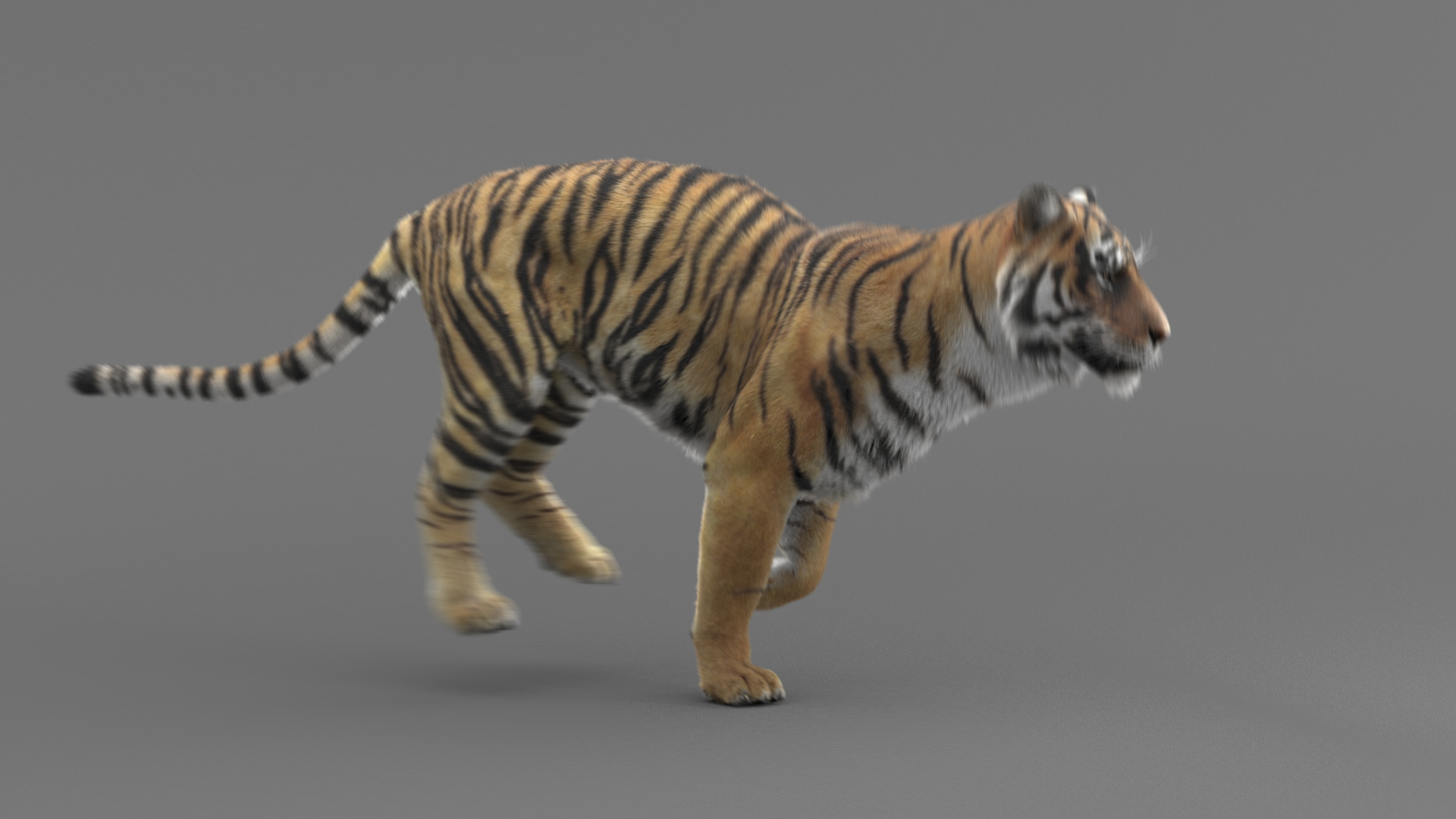 modelo 3d Tigre de Bengala (FUR) (ANIMADO) - TurboSquid 1481168