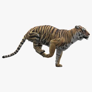 Tigre deitado Modelo 3D - TurboSquid 1272200