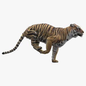 Tiger Animated