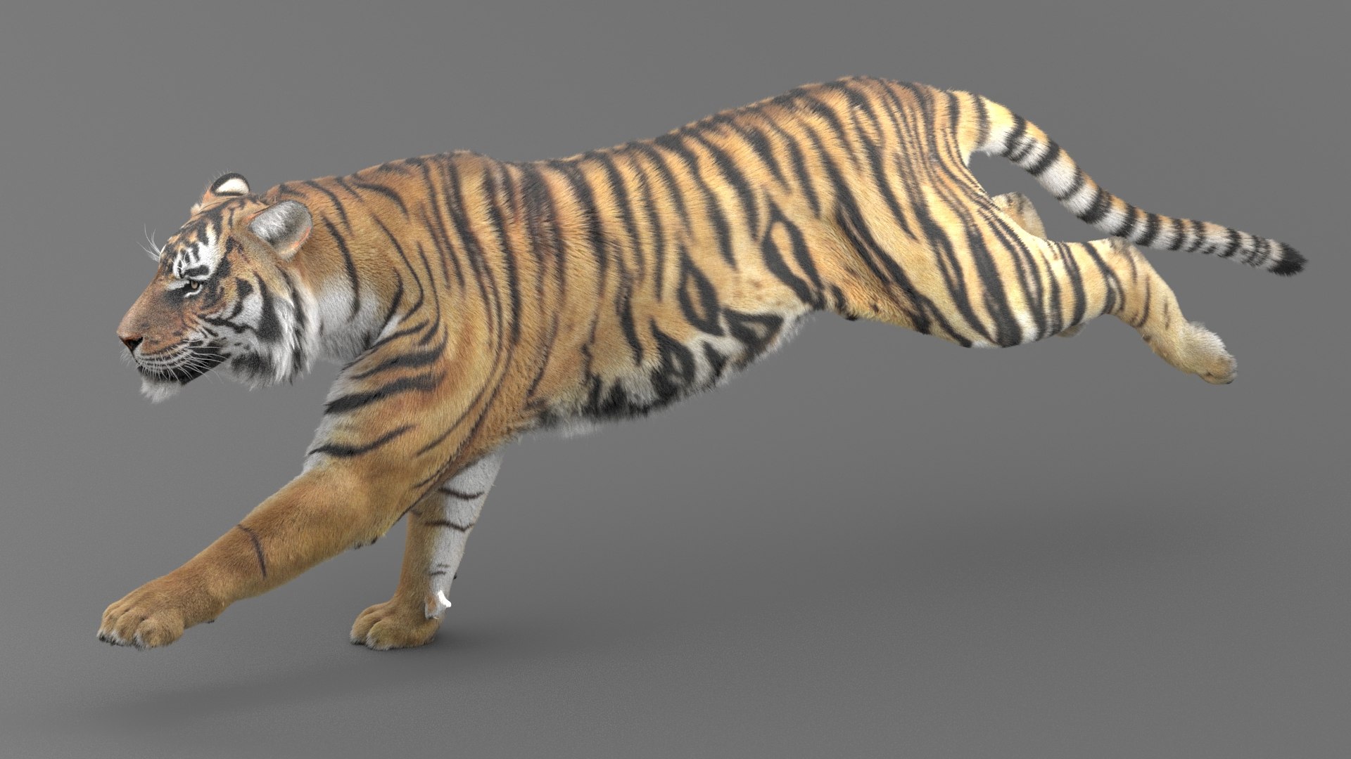 modelo 3d Tigre de Bengala (FUR) (ANIMADO) - TurboSquid 1481168