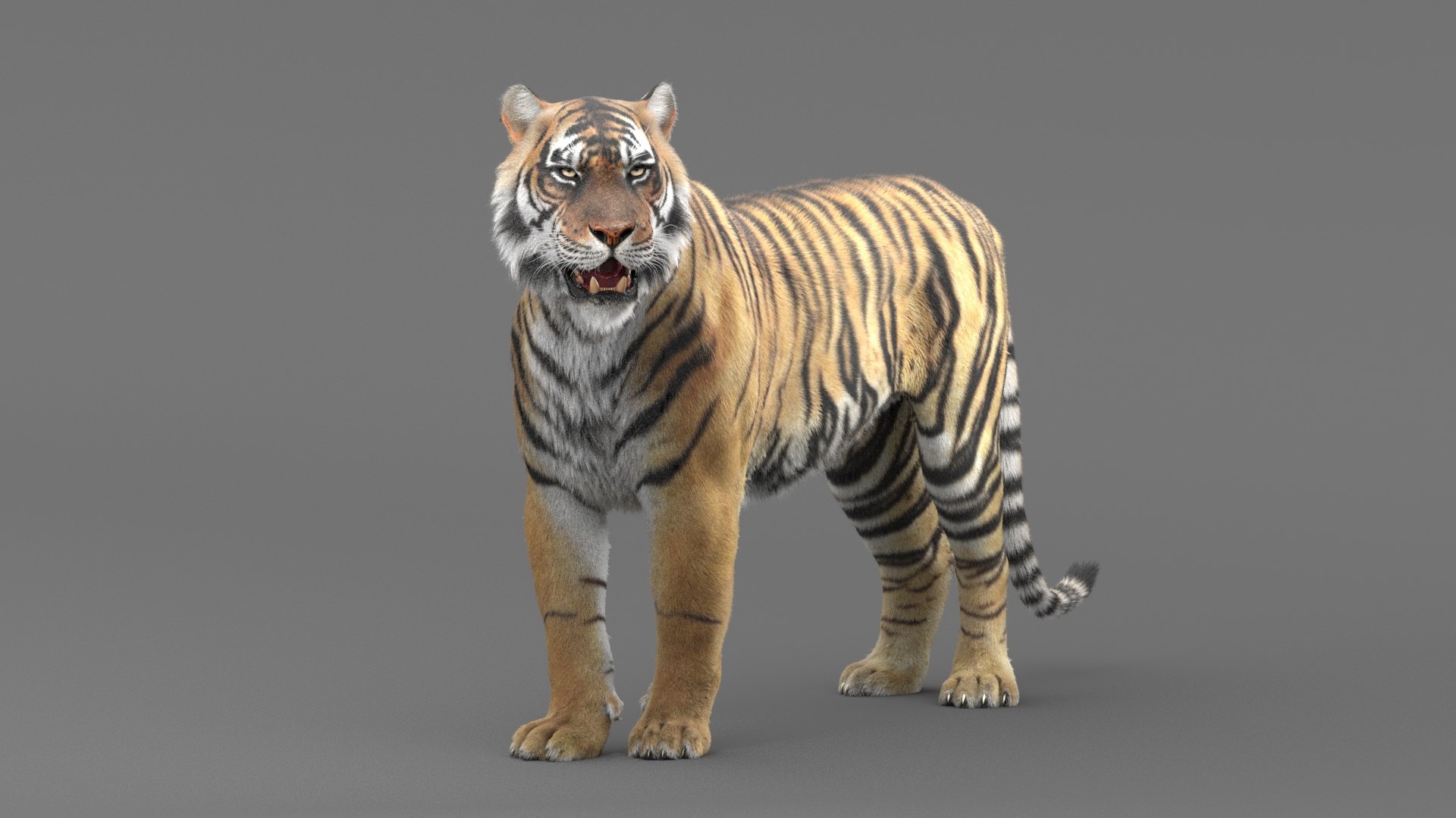 modelo 3d Tigre de Bengala (FUR) (ANIMADO) - TurboSquid 1481168