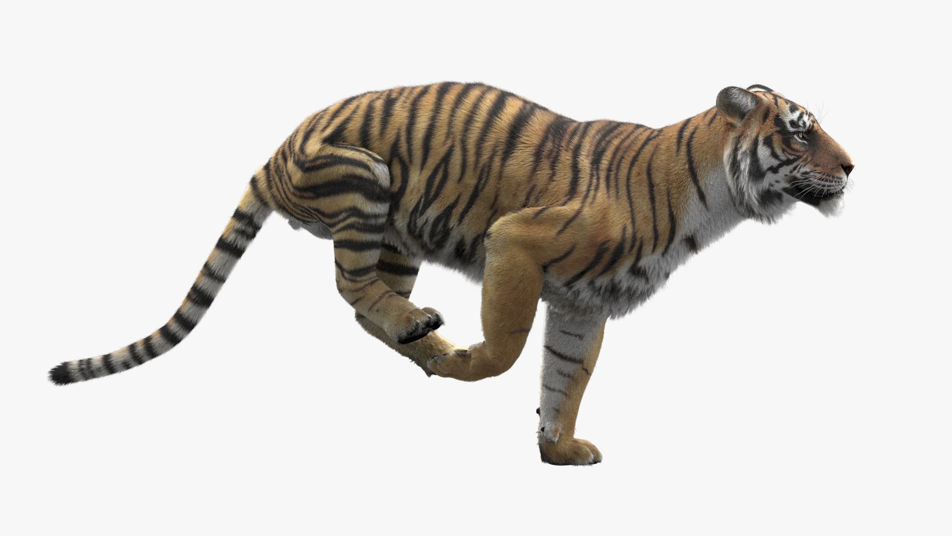 3d realistic low poly rigged high detailed bengal tiger model Low-poly 3D  Model