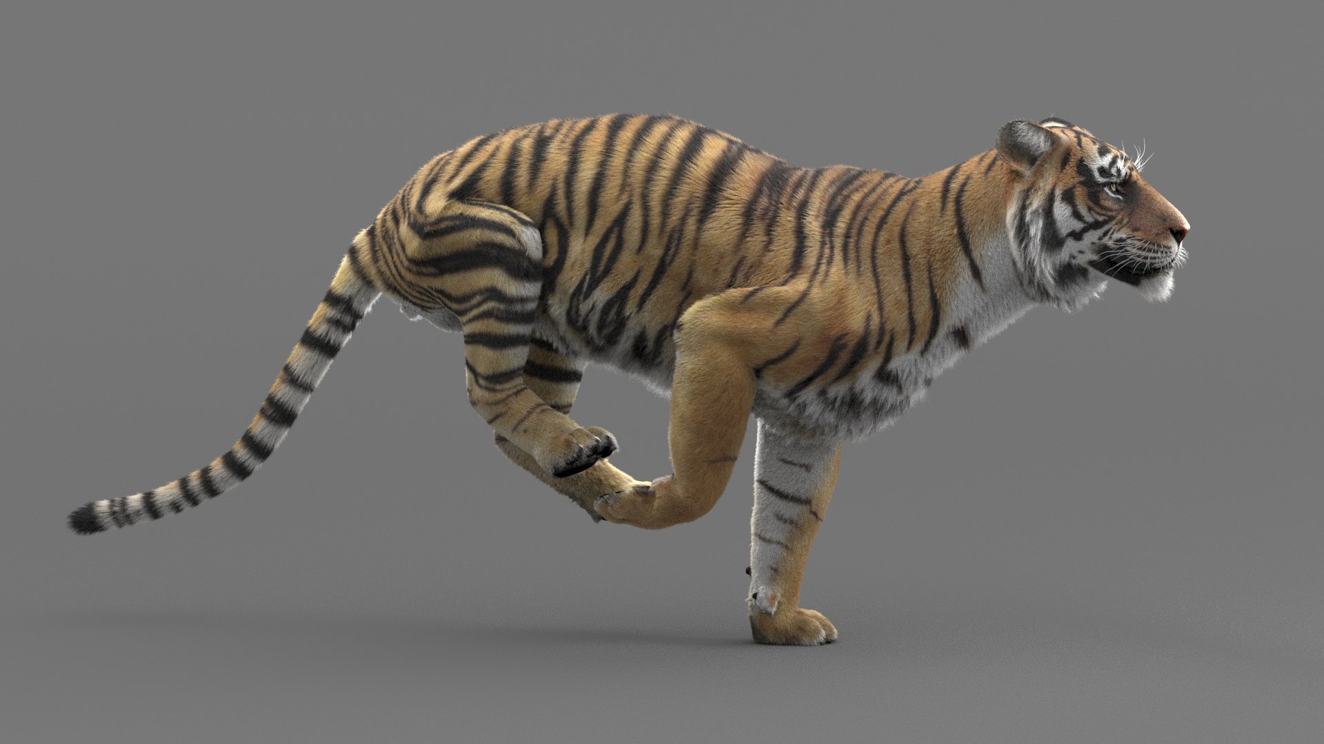 modelo 3d Tigre de Bengala (FUR) (ANIMADO) - TurboSquid 1481168