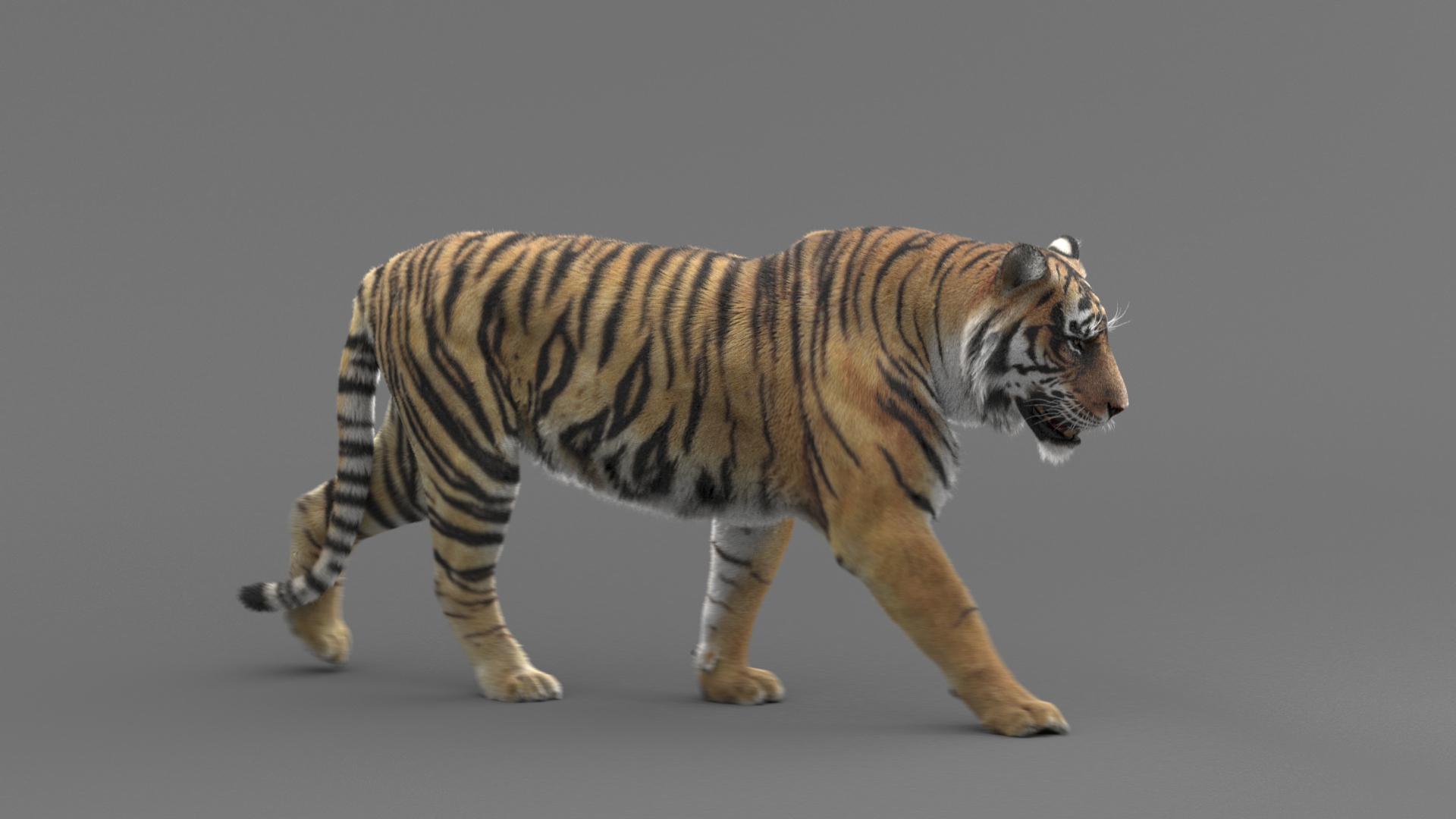 3d realistic low poly rigged high detailed bengal tiger model Low-poly 3D  Model