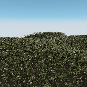 3D clover