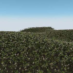 Clover 1