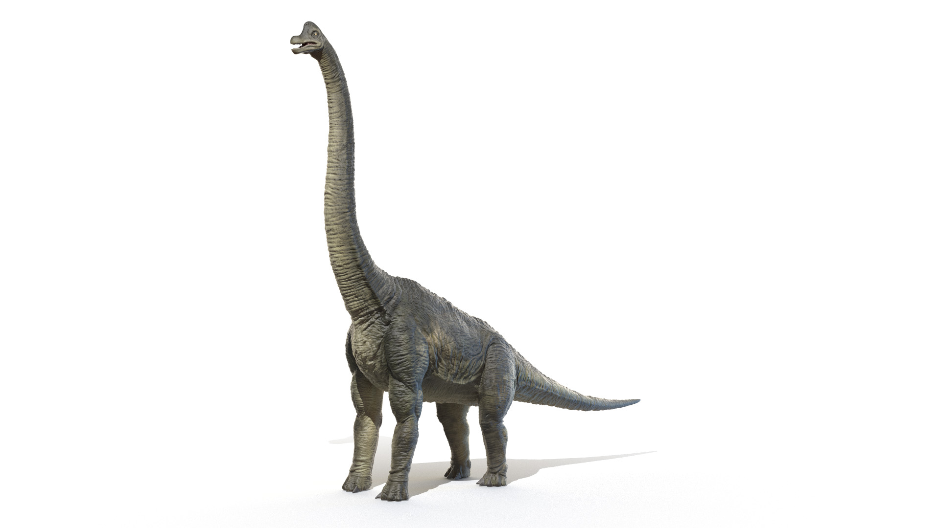 File:Long neck dino Long neck Brachiosaurus animation cartoon video game  sprite 3D model.png - Wikimedia Commons