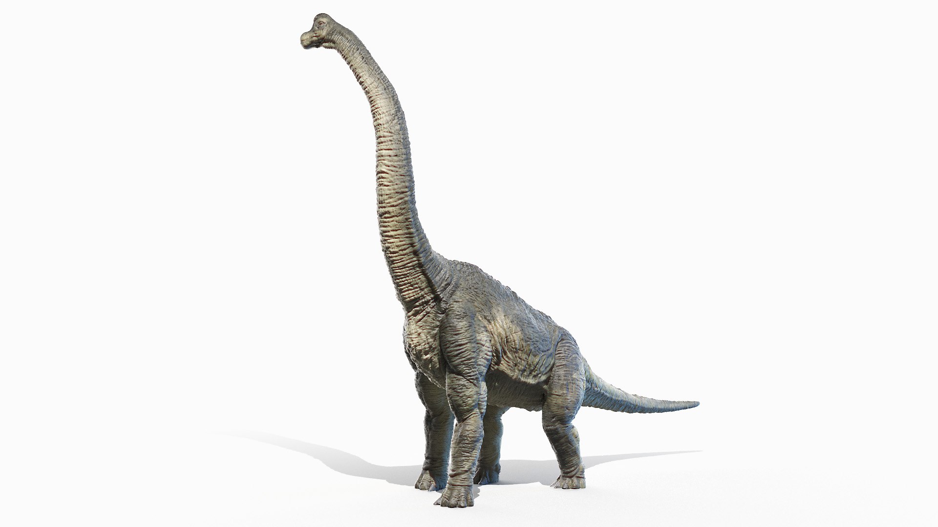 File:Long neck dino Long neck Brachiosaurus animation cartoon video game  sprite 3D model.png - Wikimedia Commons