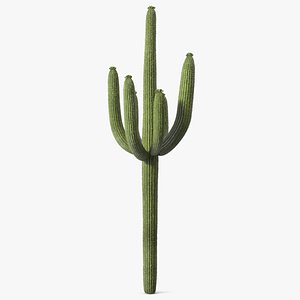 3D Carnegiea Gigantea Fur