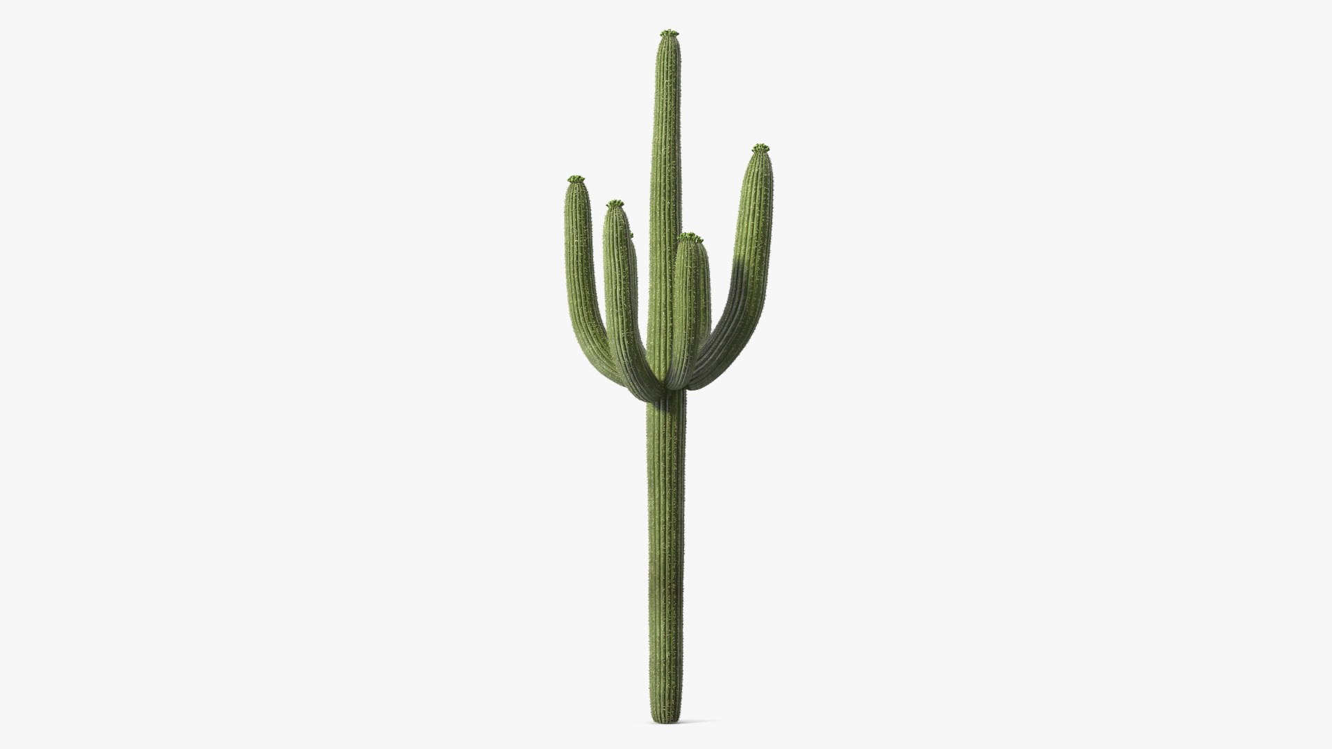 Carnegiea Gigantea Fur 3D model preview