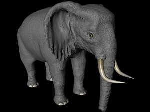maya african elephant