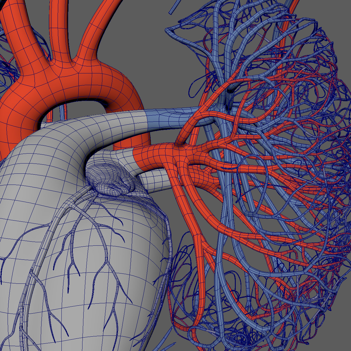 3D human circulatory - TurboSquid 1242662