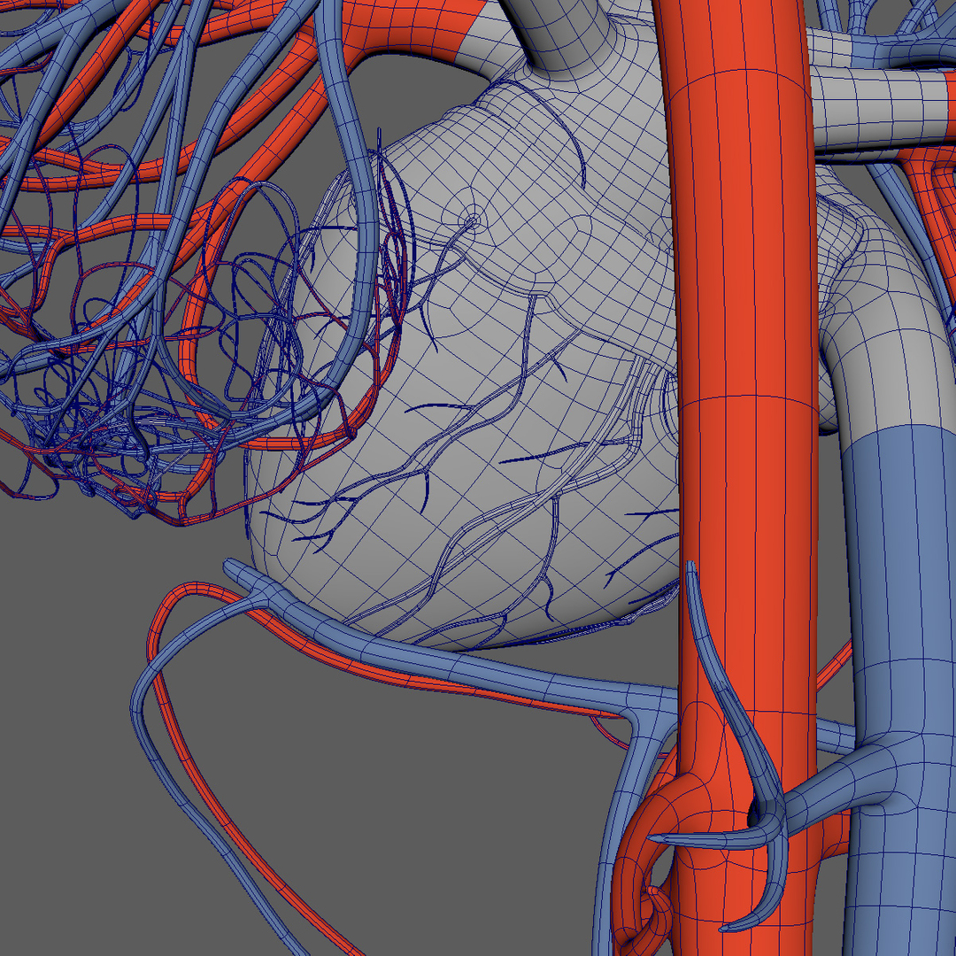 3D human circulatory - TurboSquid 1242662