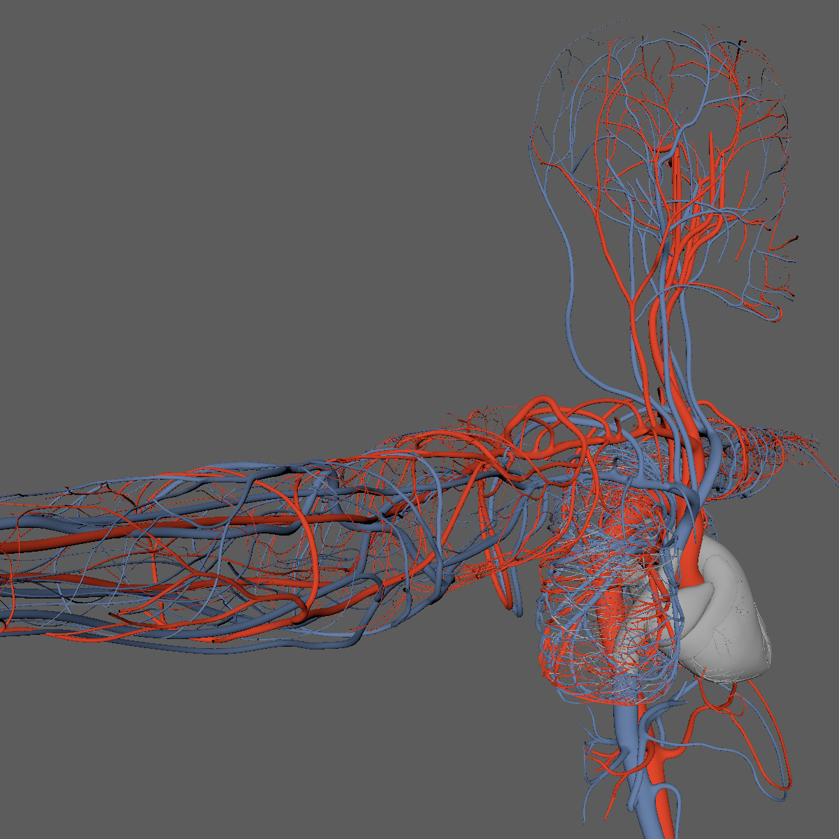 3D human circulatory - TurboSquid 1242662