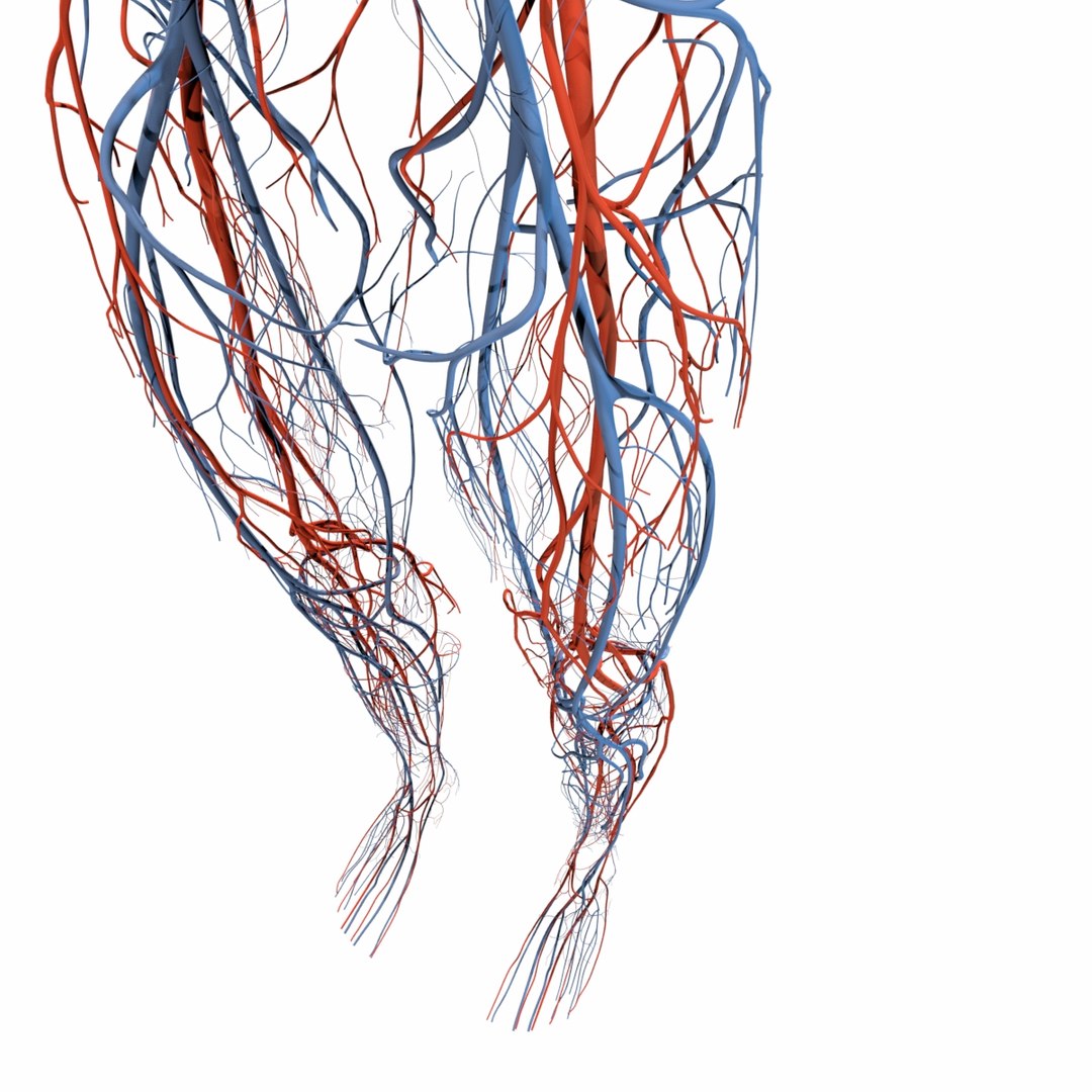 3D Human Circulatory - TurboSquid 1242662