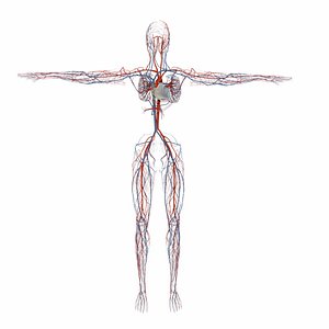 3D human circulatory