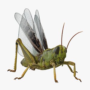 3D grasshopper fur rigged model