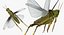3D grasshopper fur rigged model
