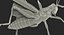 3D grasshopper fur rigged model