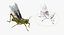3D grasshopper fur rigged model