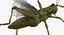 3D grasshopper fur rigged model