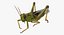 3D grasshopper fur rigged model