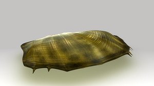 Pearl Oyster