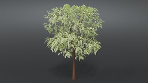cartoon tree 3D model